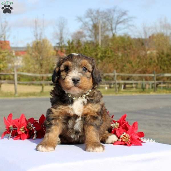 Kazumi, Mini Bernedoodle Puppy